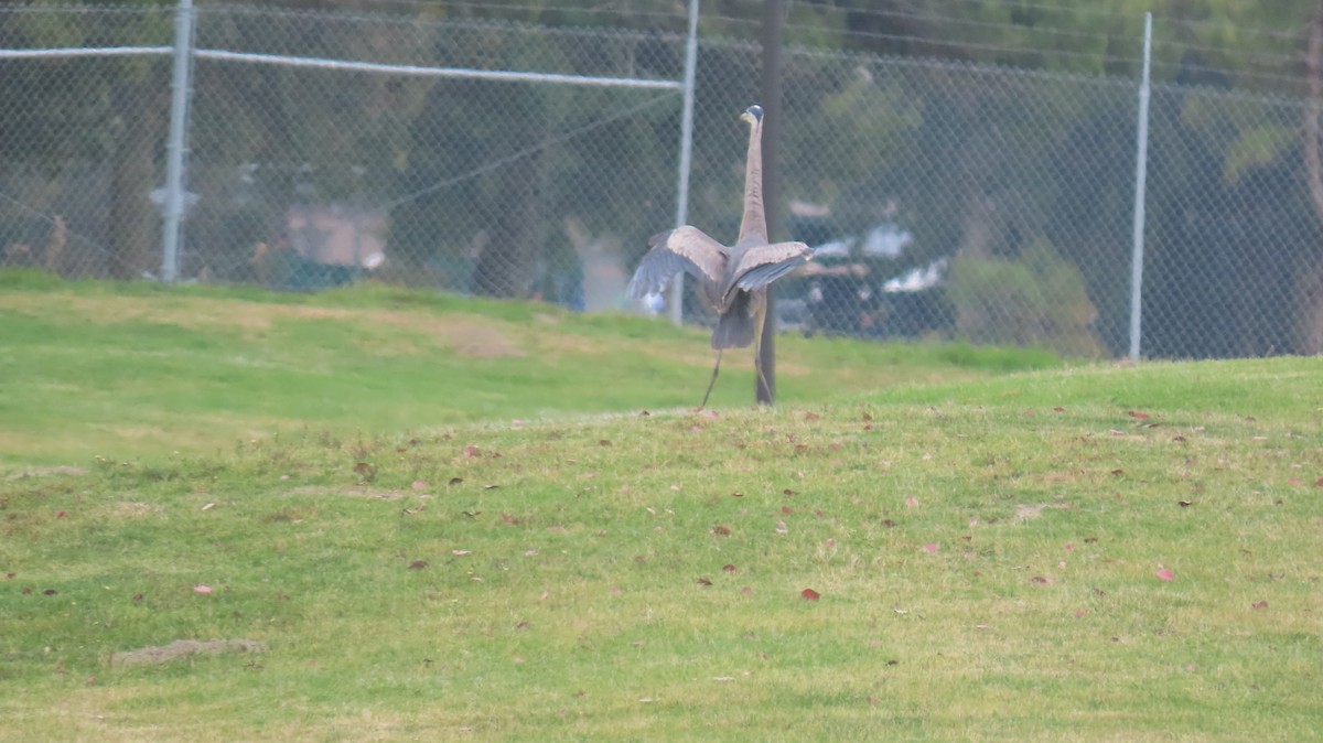 Great Blue Heron - ML618523199