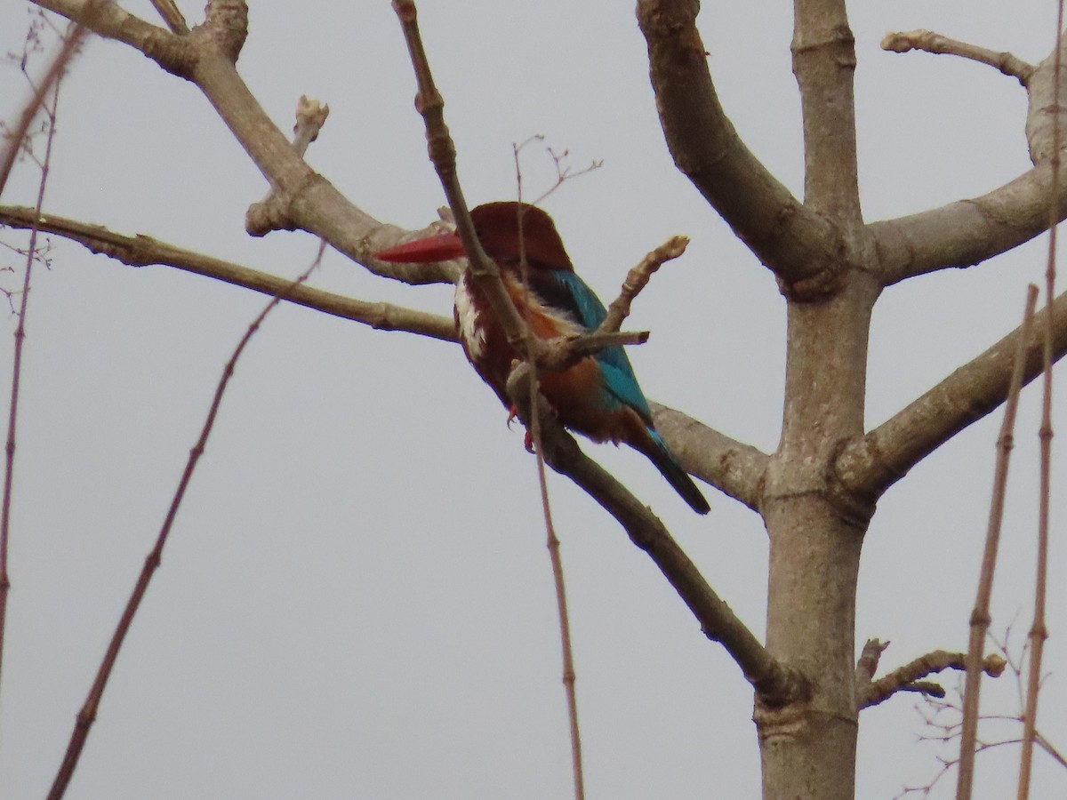 White-throated Kingfisher - Shilpa Gadgil