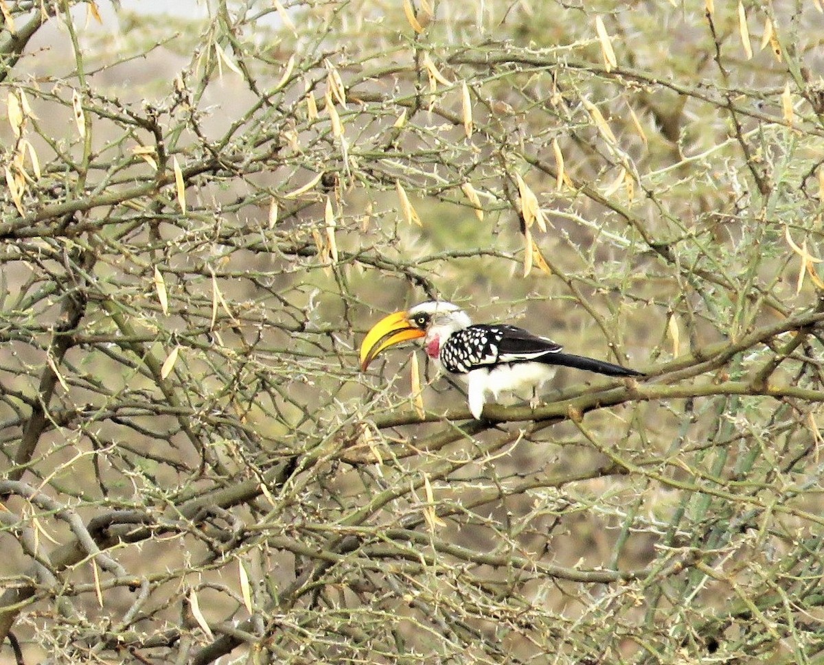 Eastern Yellow-billed Hornbill - Anonymous