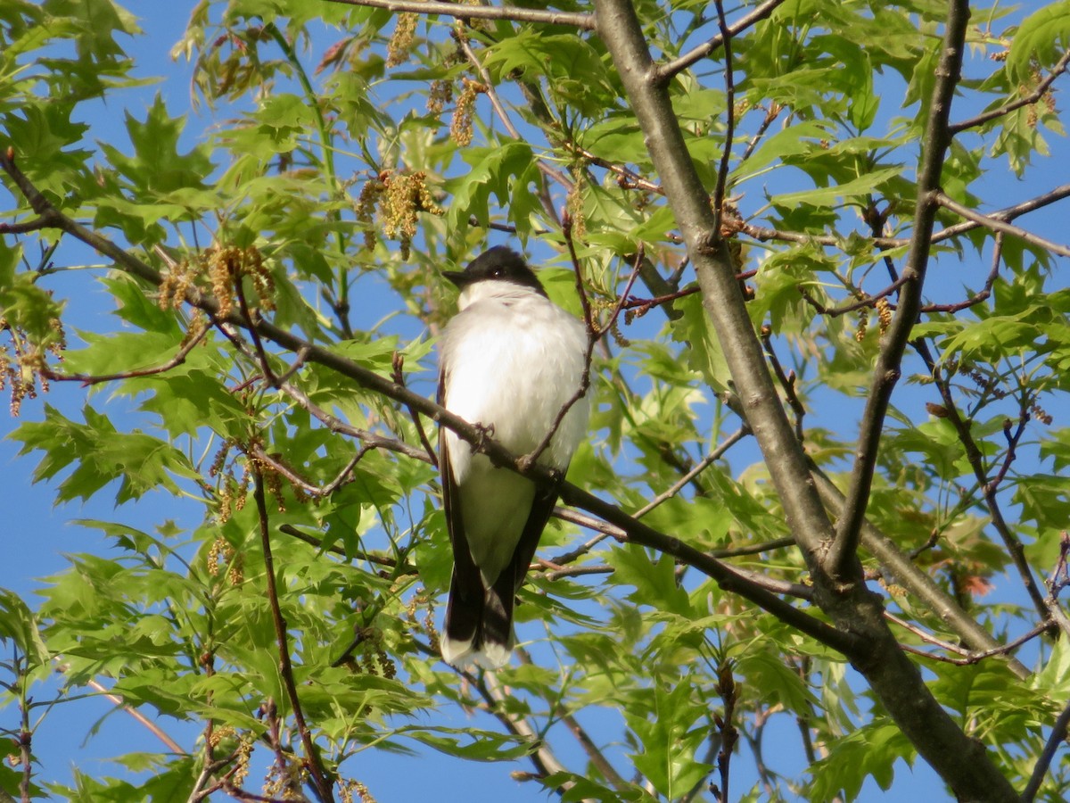 Eastern Kingbird - ML618523258