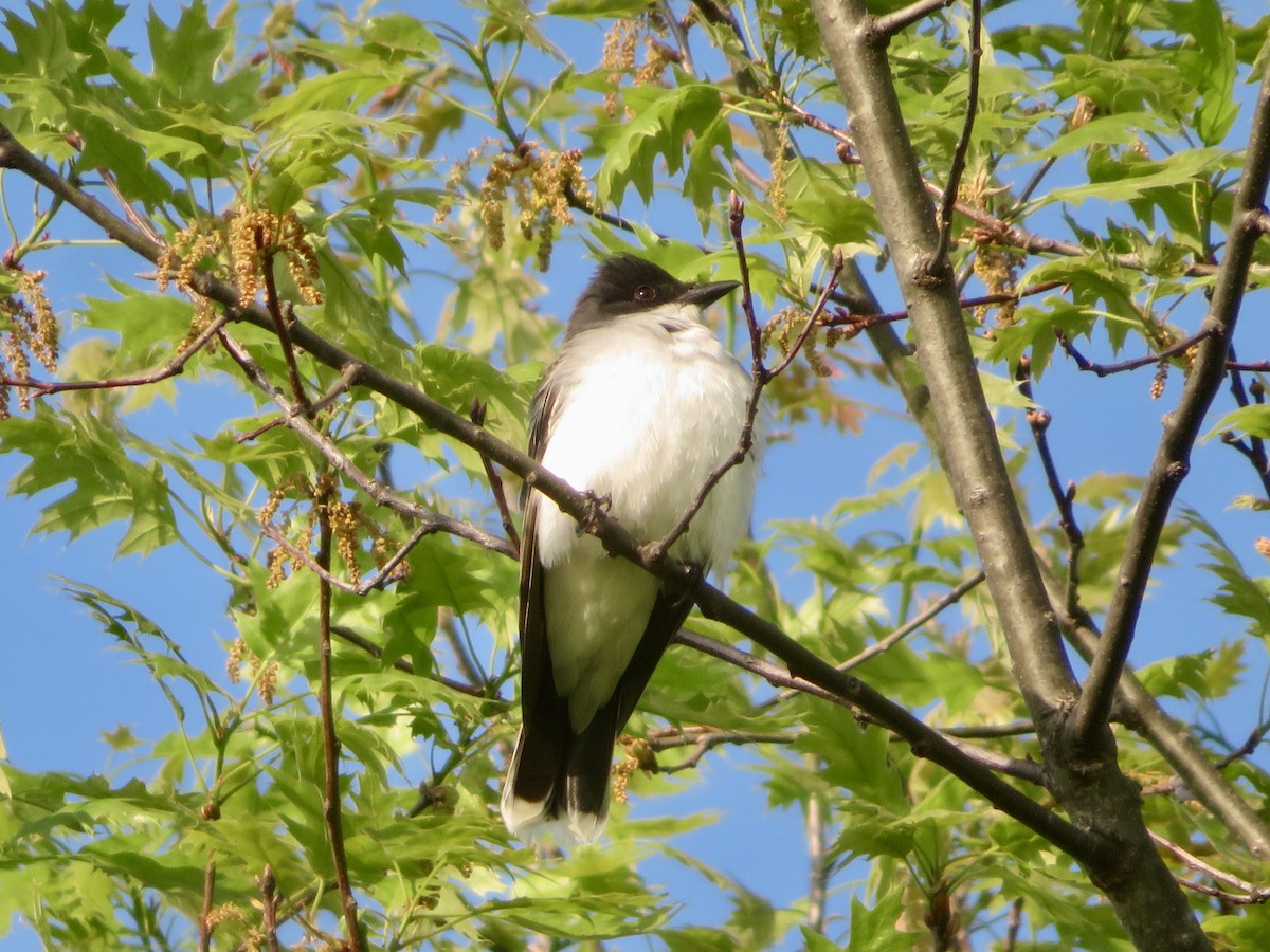 Eastern Kingbird - ML618523259