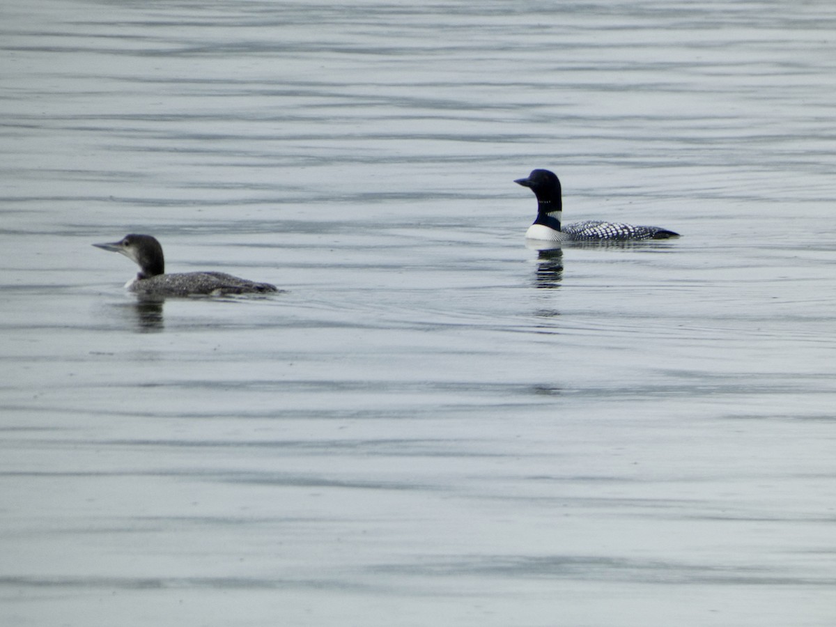 Common Loon - ML618523287