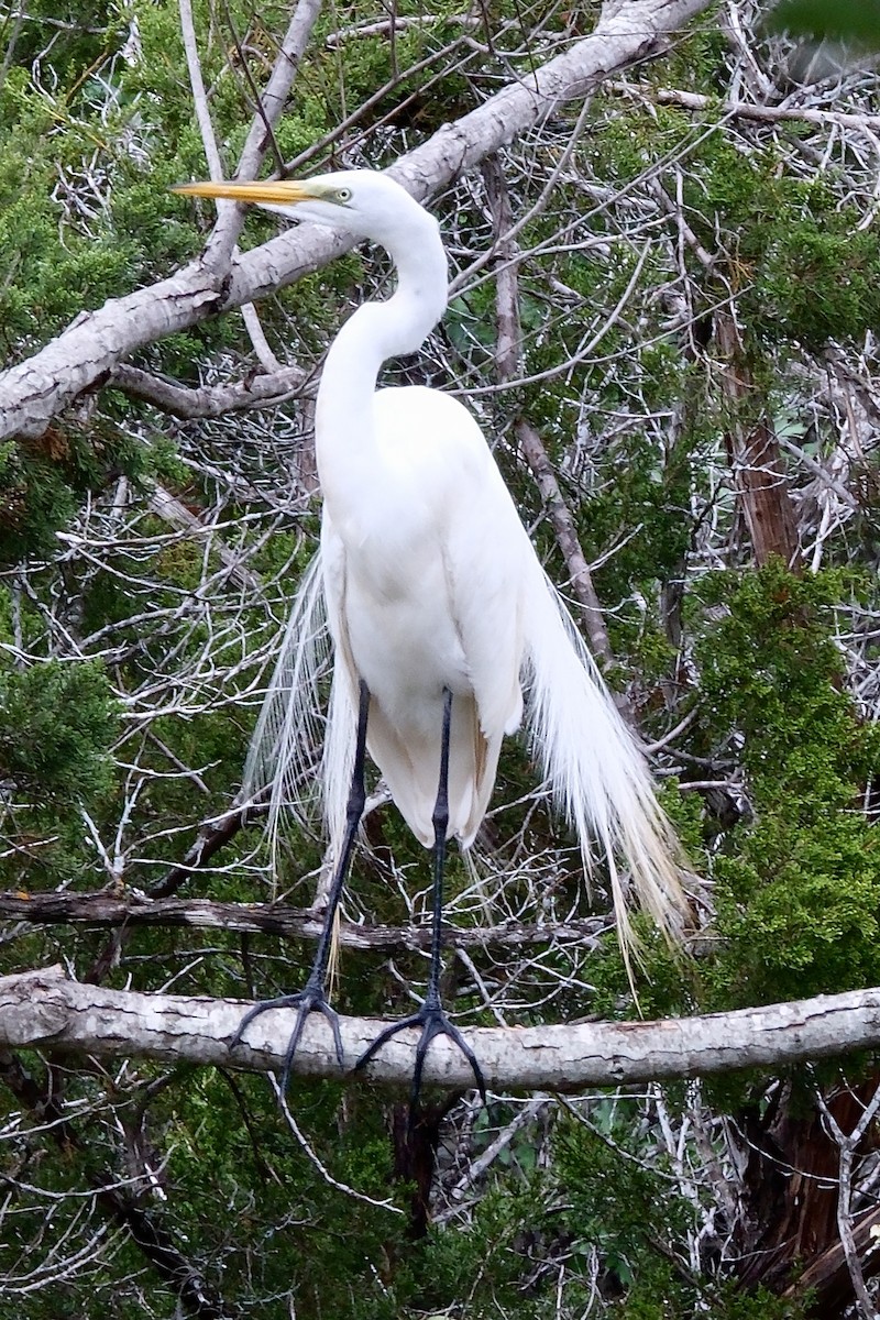 Grande Aigrette (egretta) - ML618523291