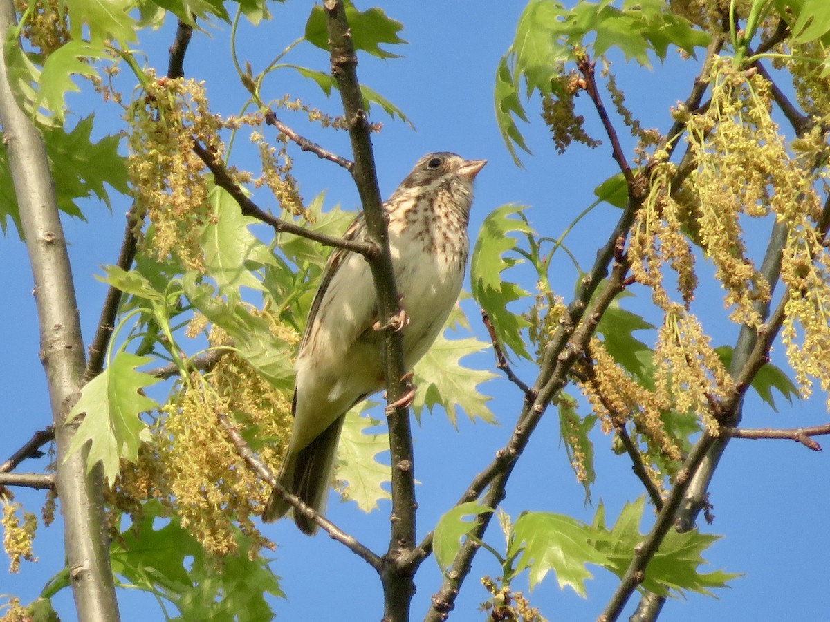 Vesper Sparrow - ML618523298