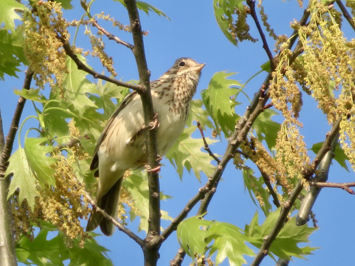 Vesper Sparrow - ML618523299