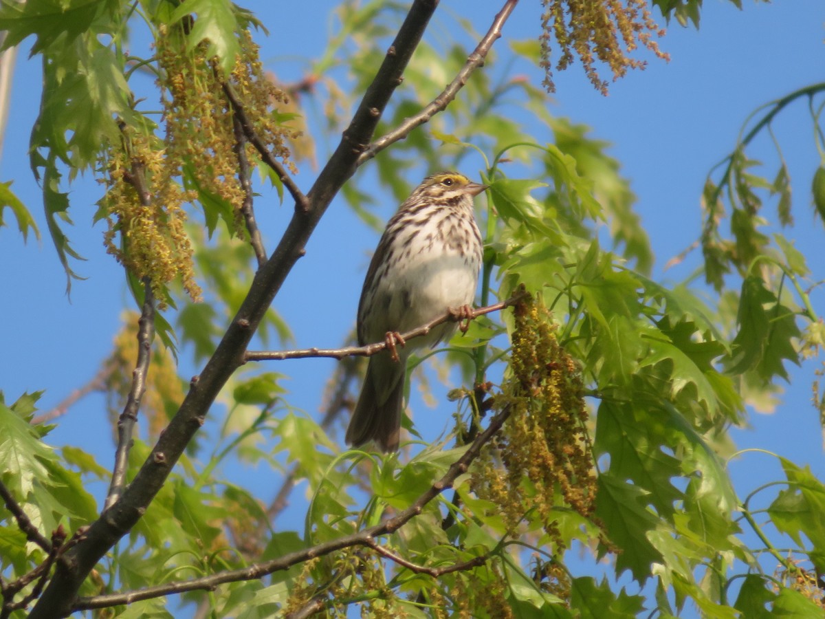 Savannah Sparrow - ML618523305
