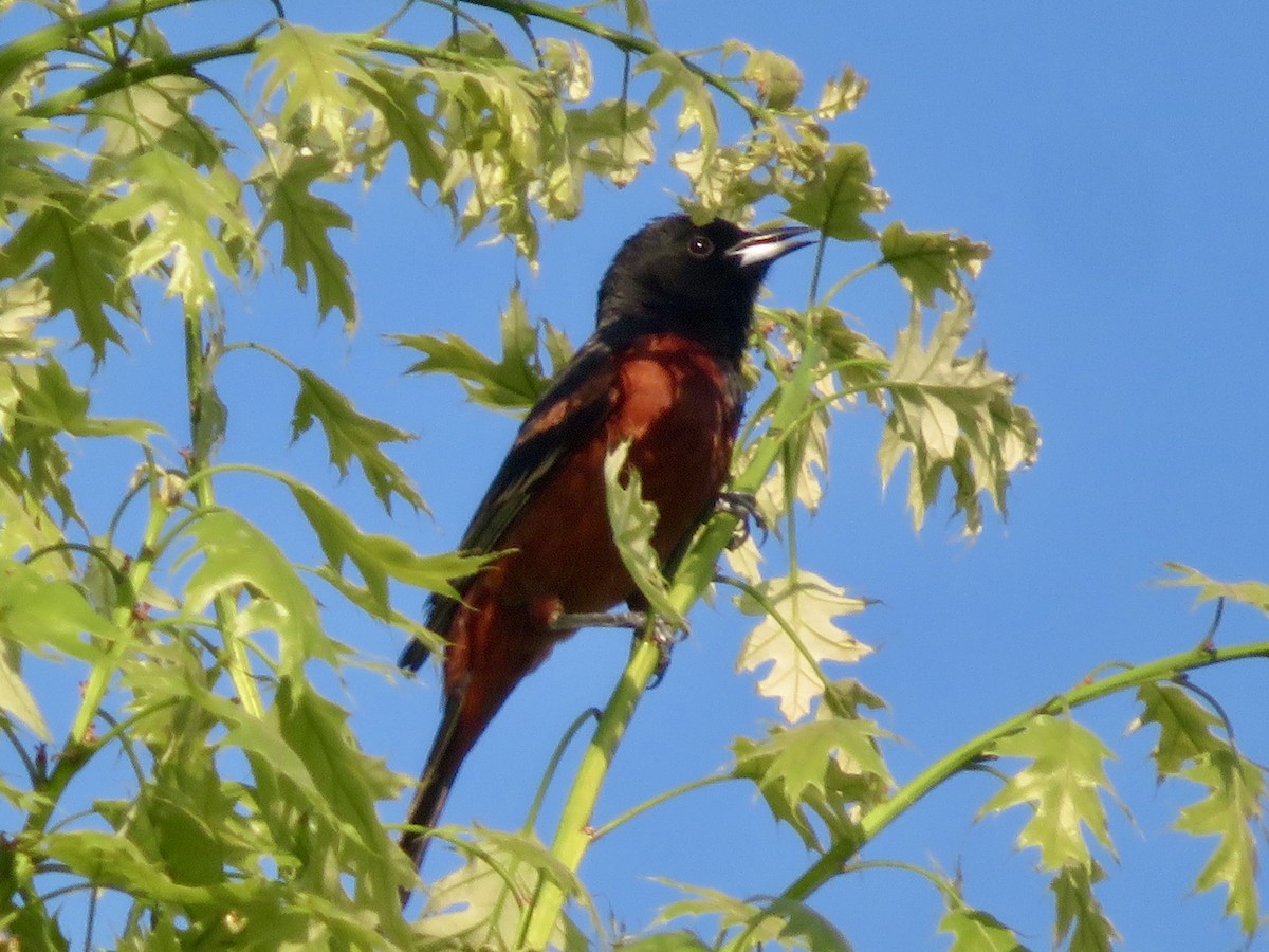 Orchard Oriole - ML618523348