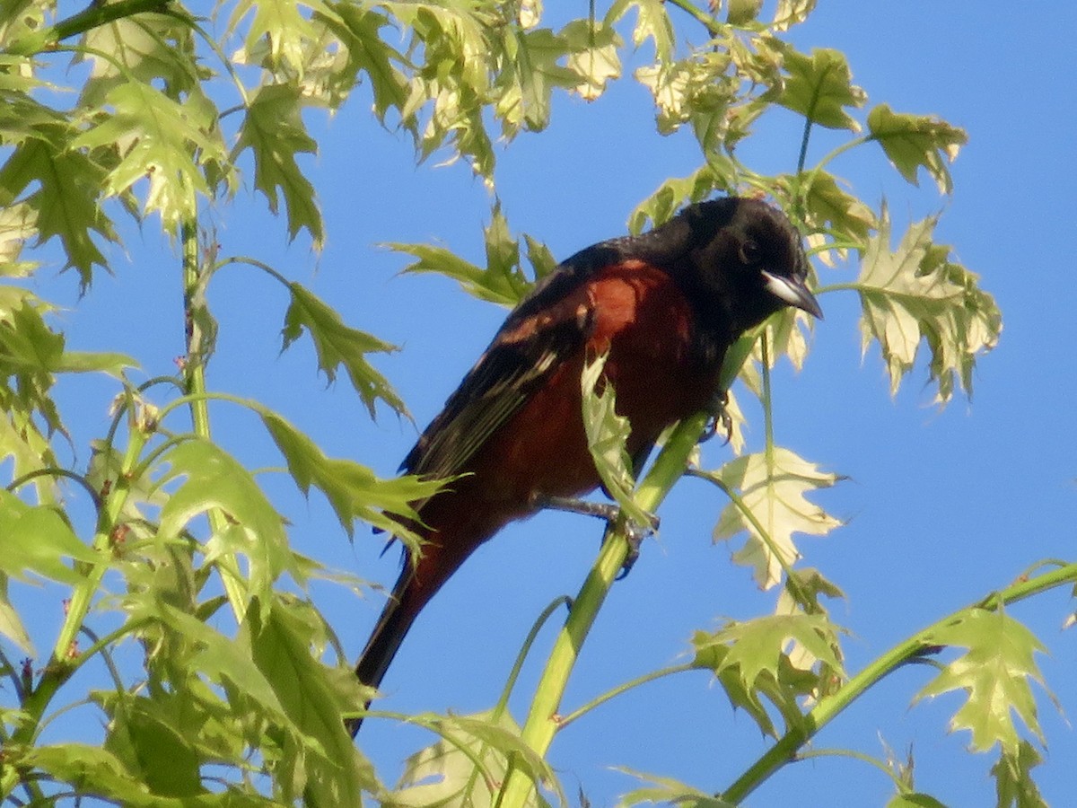 Orchard Oriole - ML618523349