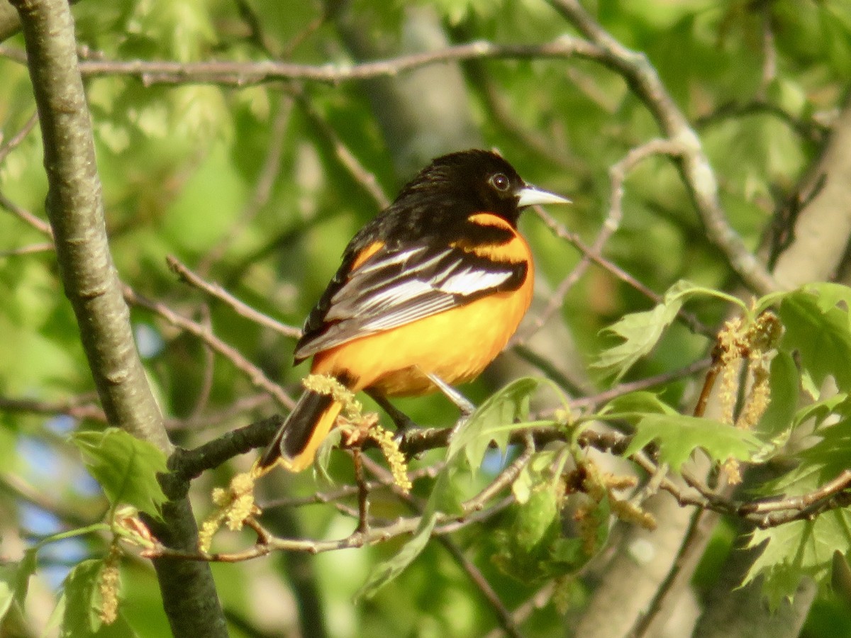 Baltimore Oriole - ML618523357