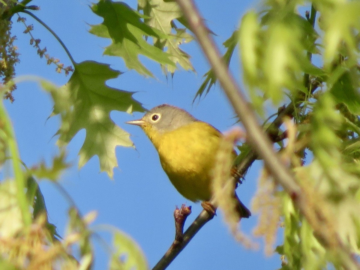Nashville Warbler - ML618523391