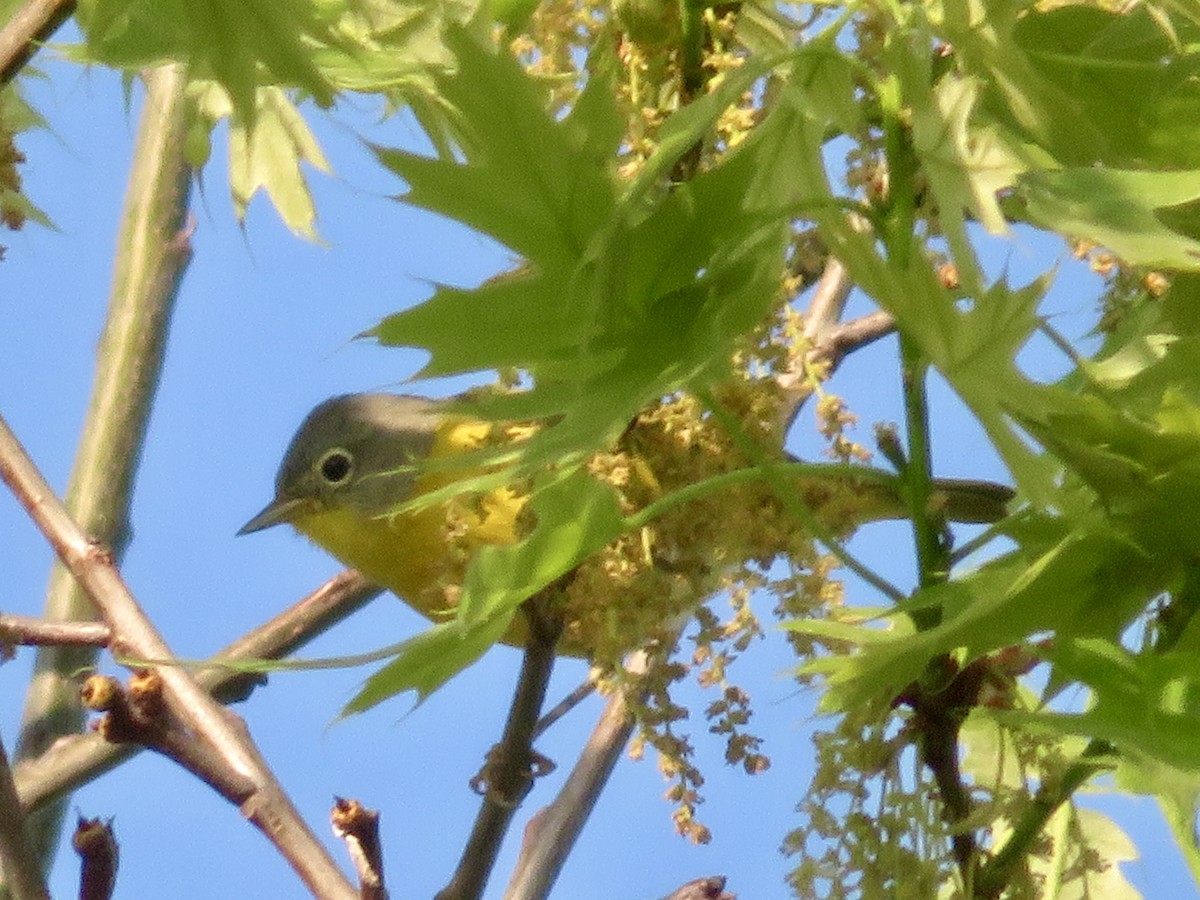 Nashville Warbler - ML618523392