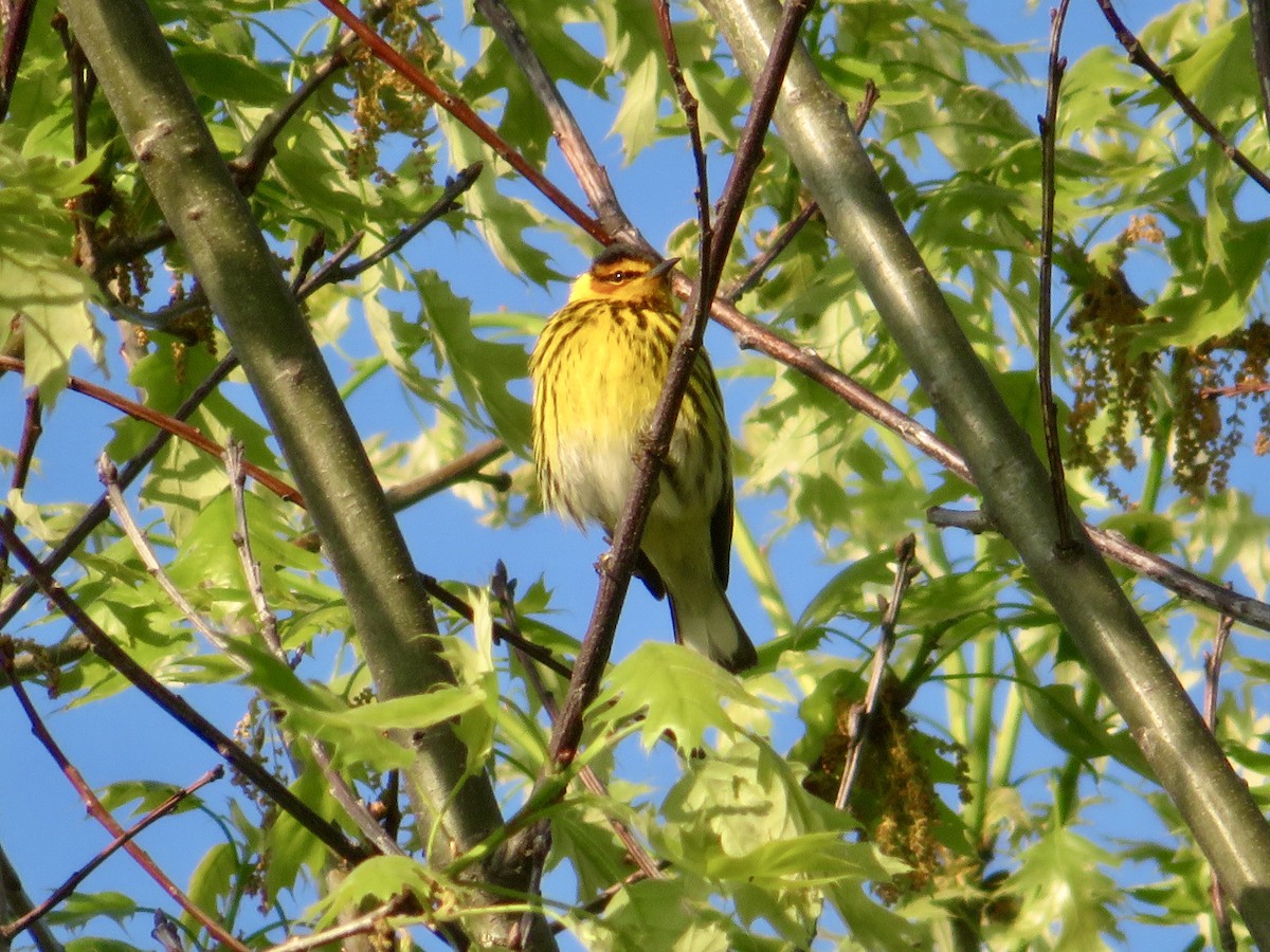Cape May Warbler - ML618523406