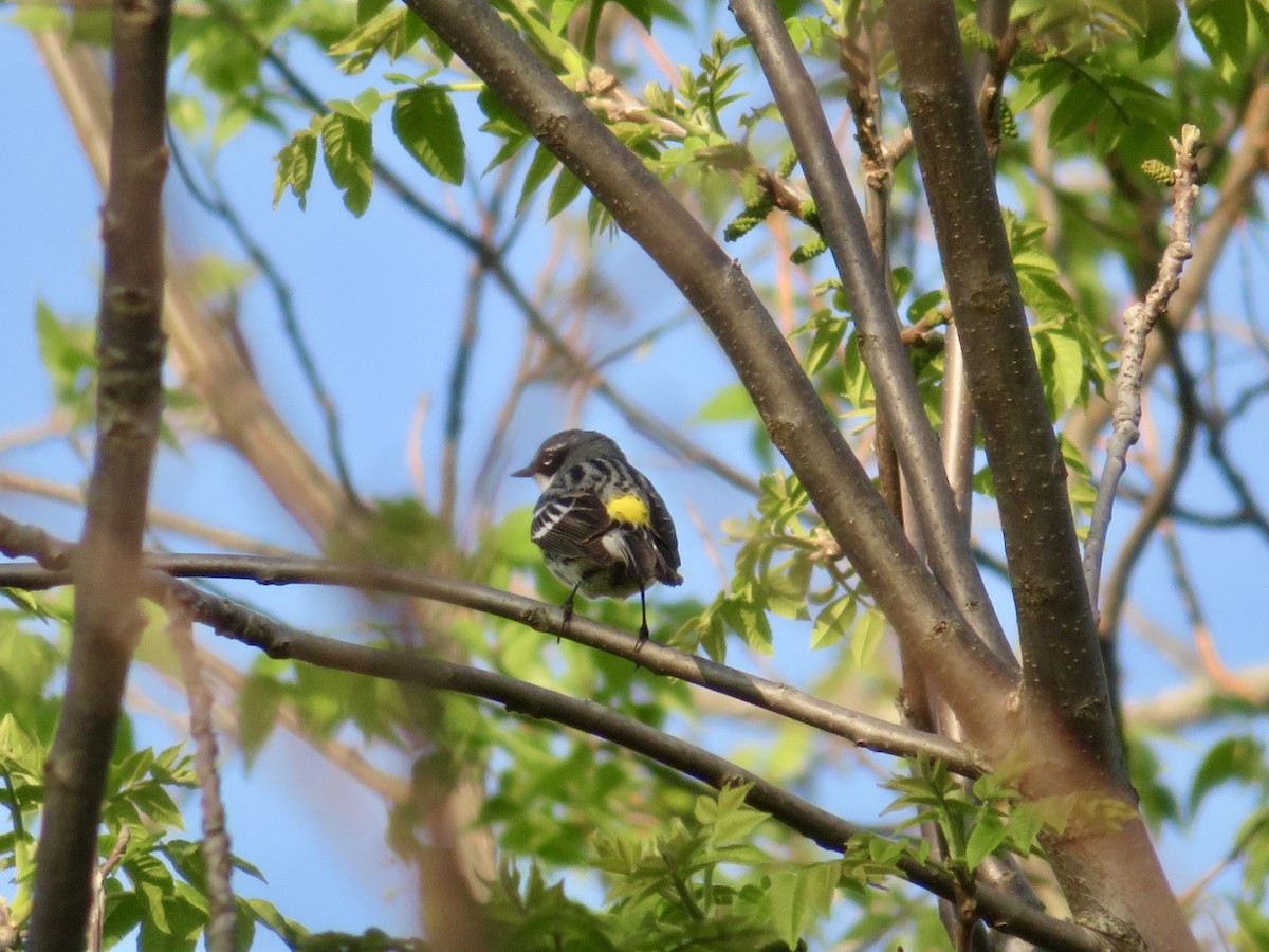 Yellow-rumped Warbler - ML618523413