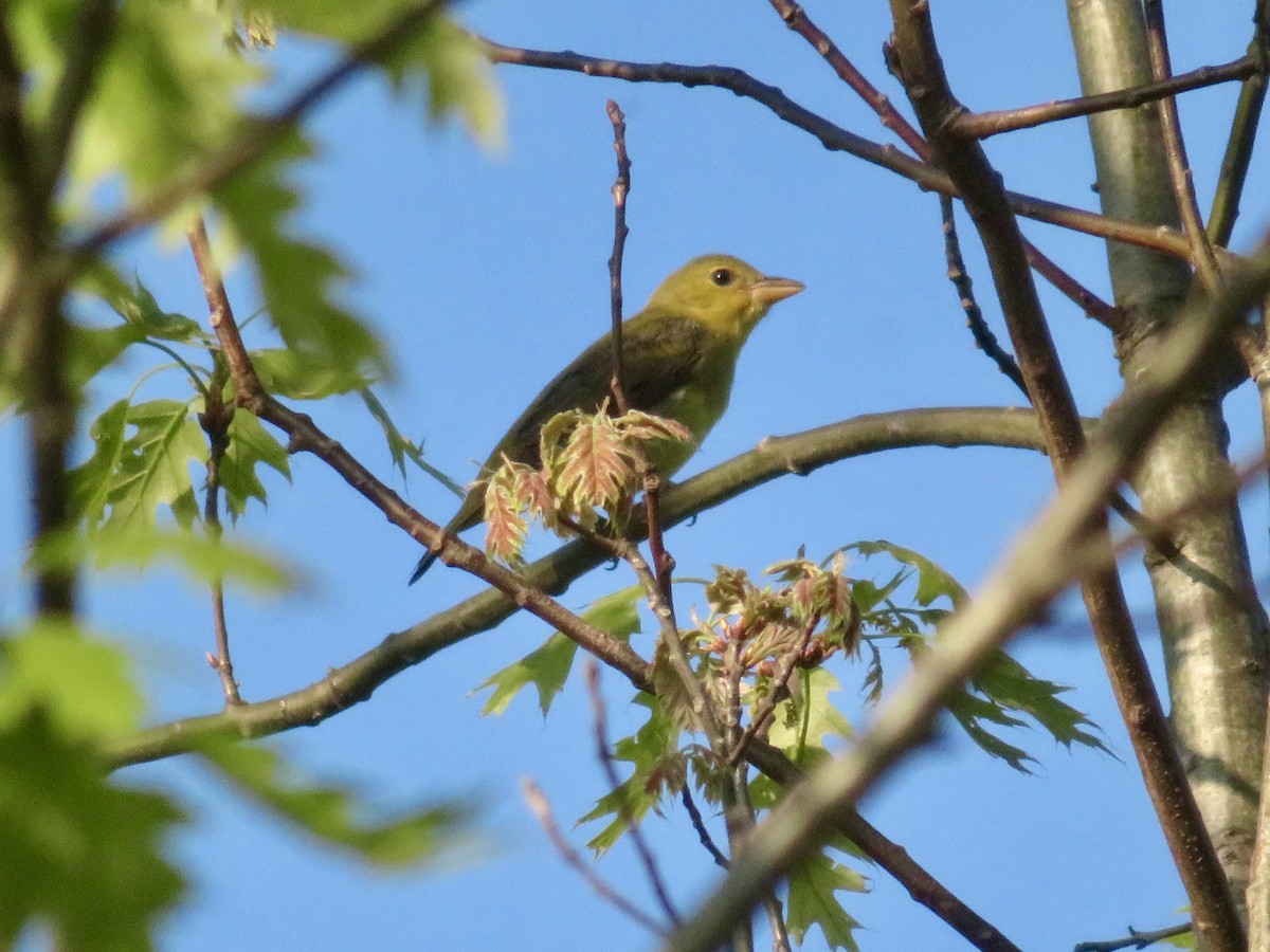 Scarlet Tanager - ML618523433