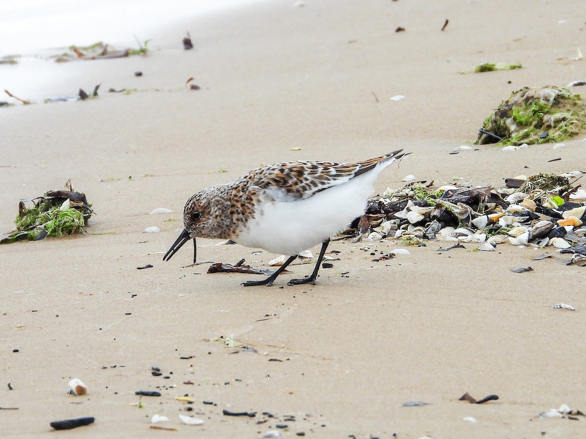 Sanderling - Haley Gottardo