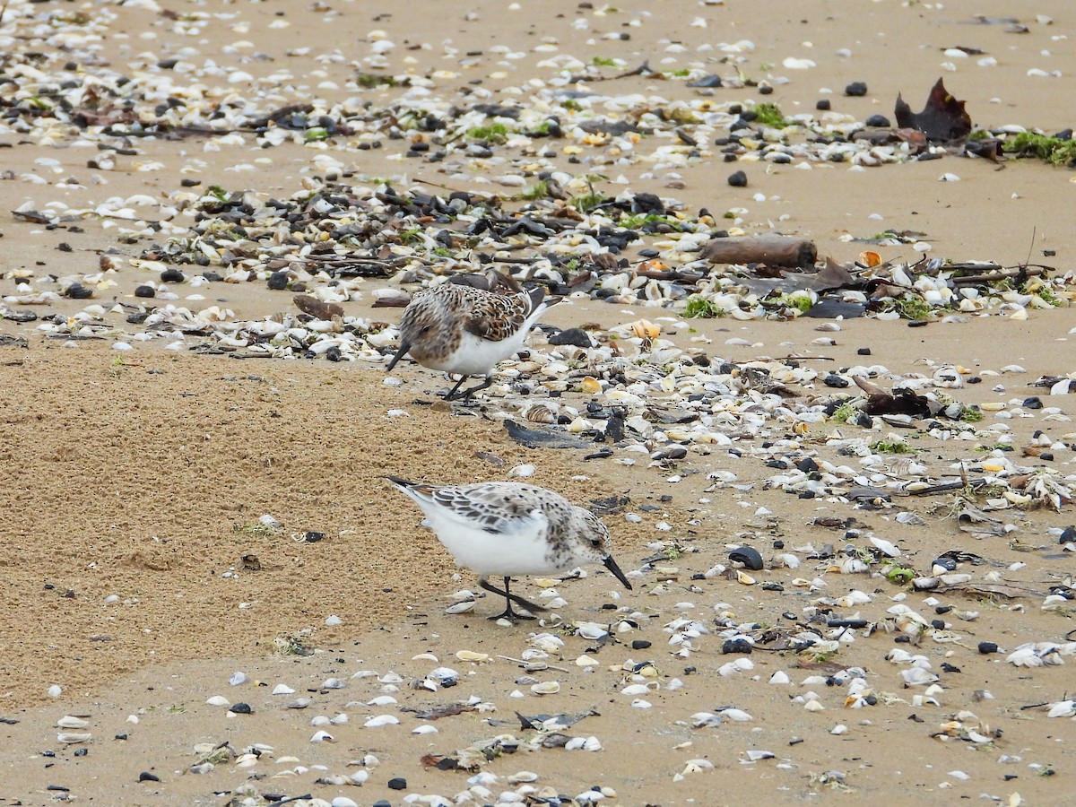 Sanderling - Haley Gottardo