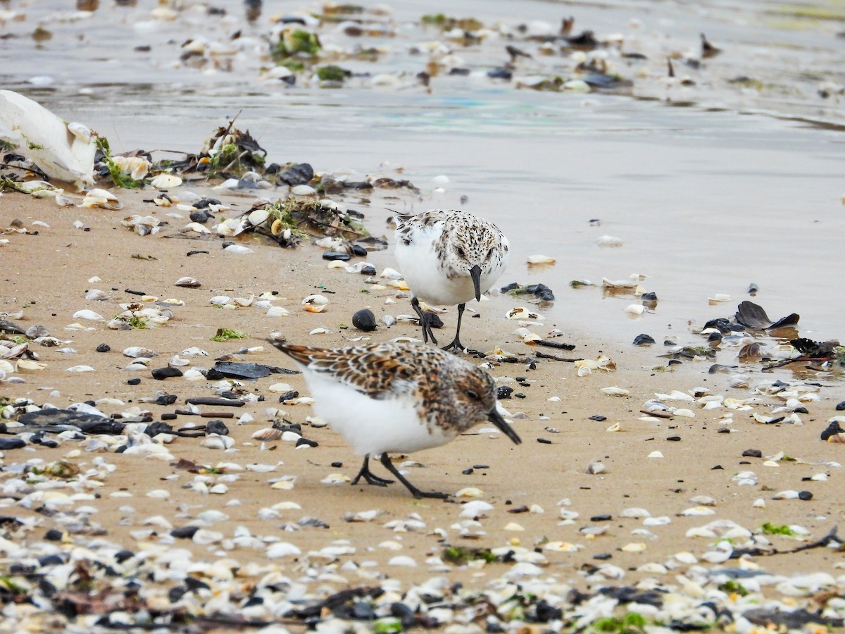 Sanderling - Haley Gottardo