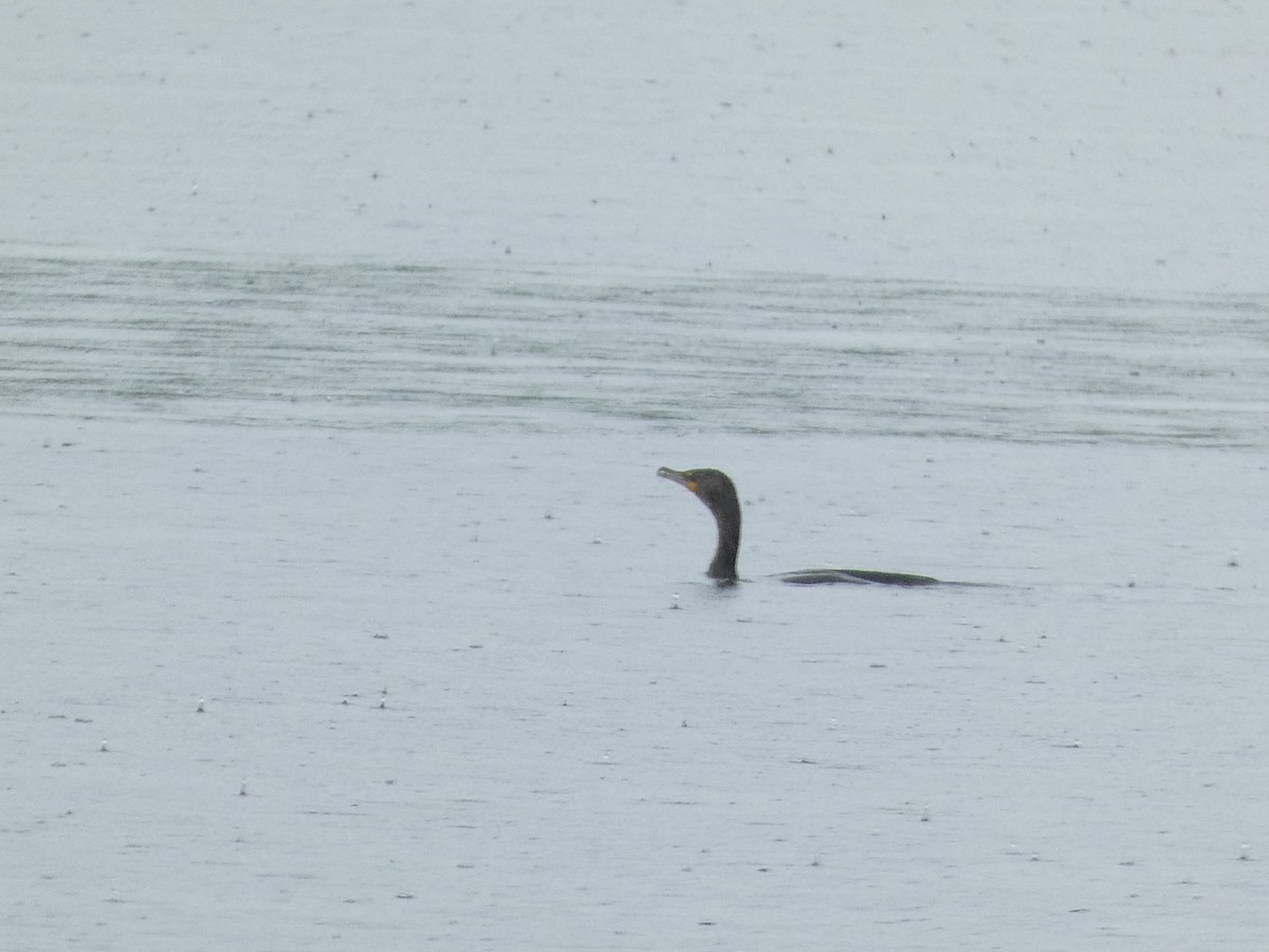 Double-crested Cormorant - grace c