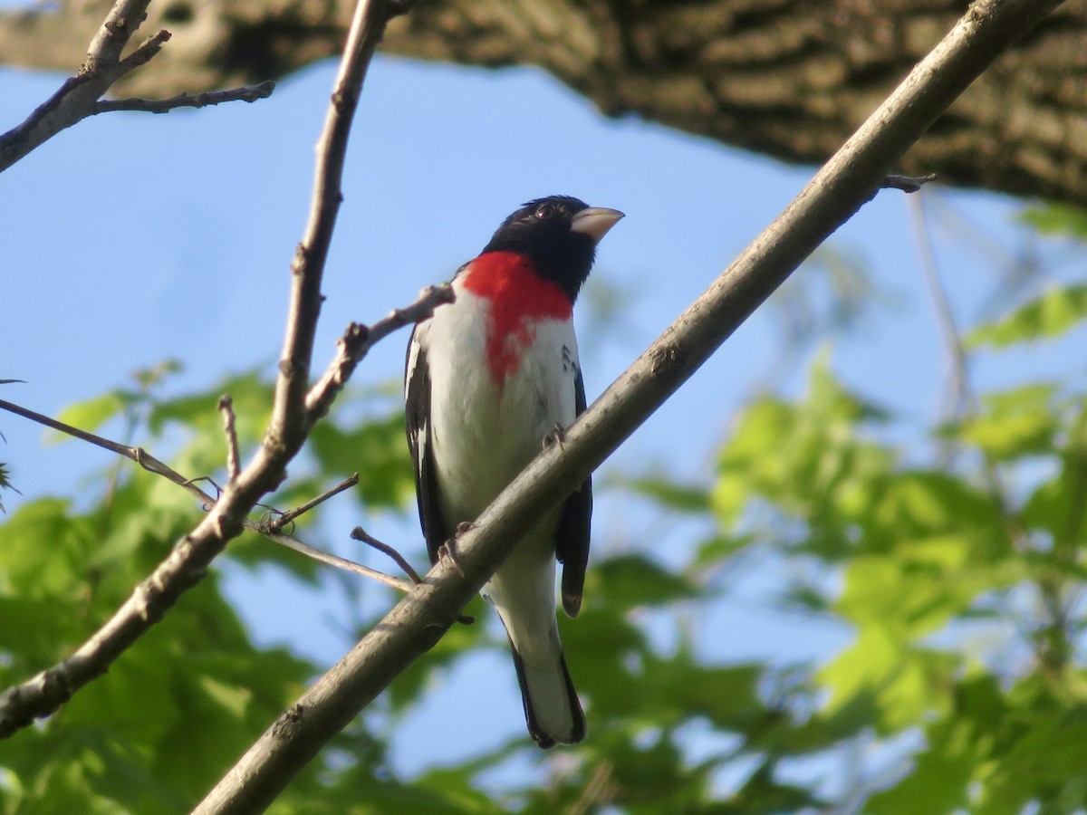 Rose-breasted Grosbeak - ML618523464