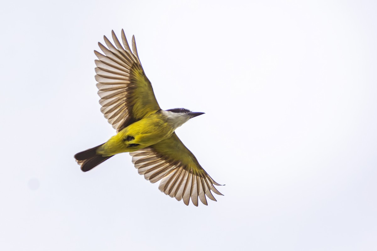 Great Kiskadee - ADRIAN GRILLI