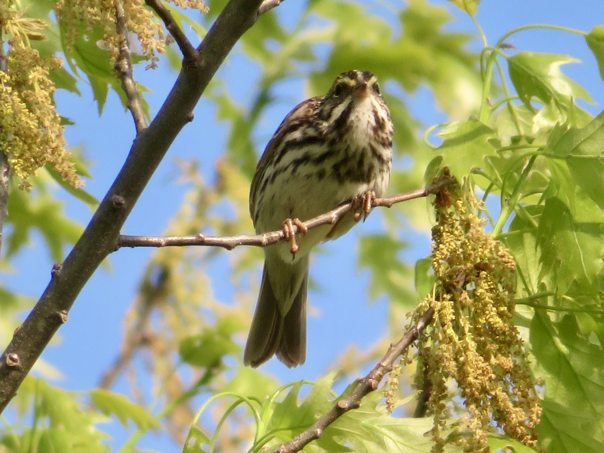 Savannah Sparrow - ML618523477
