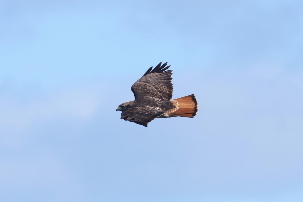 Red-tailed Hawk - ML618523479