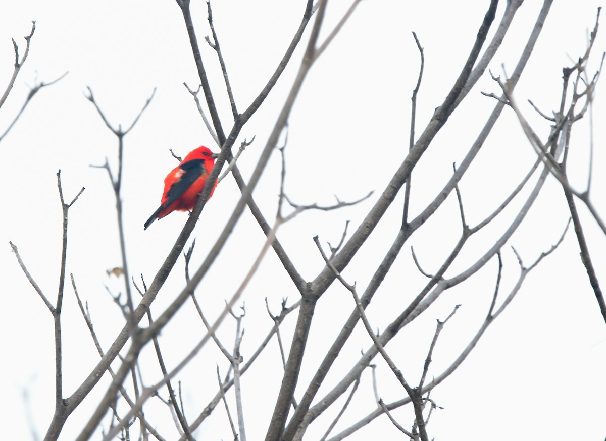 Scarlet Tanager - ML618523488