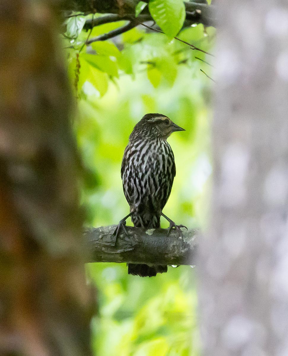 Red-winged Blackbird - Janis Stone