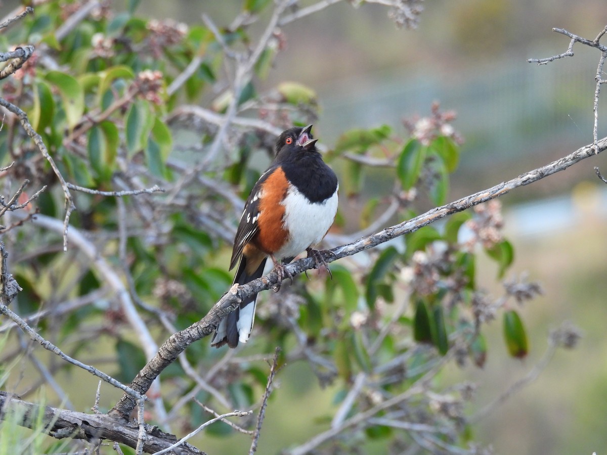 California Towhee - Fernanda Ezabella