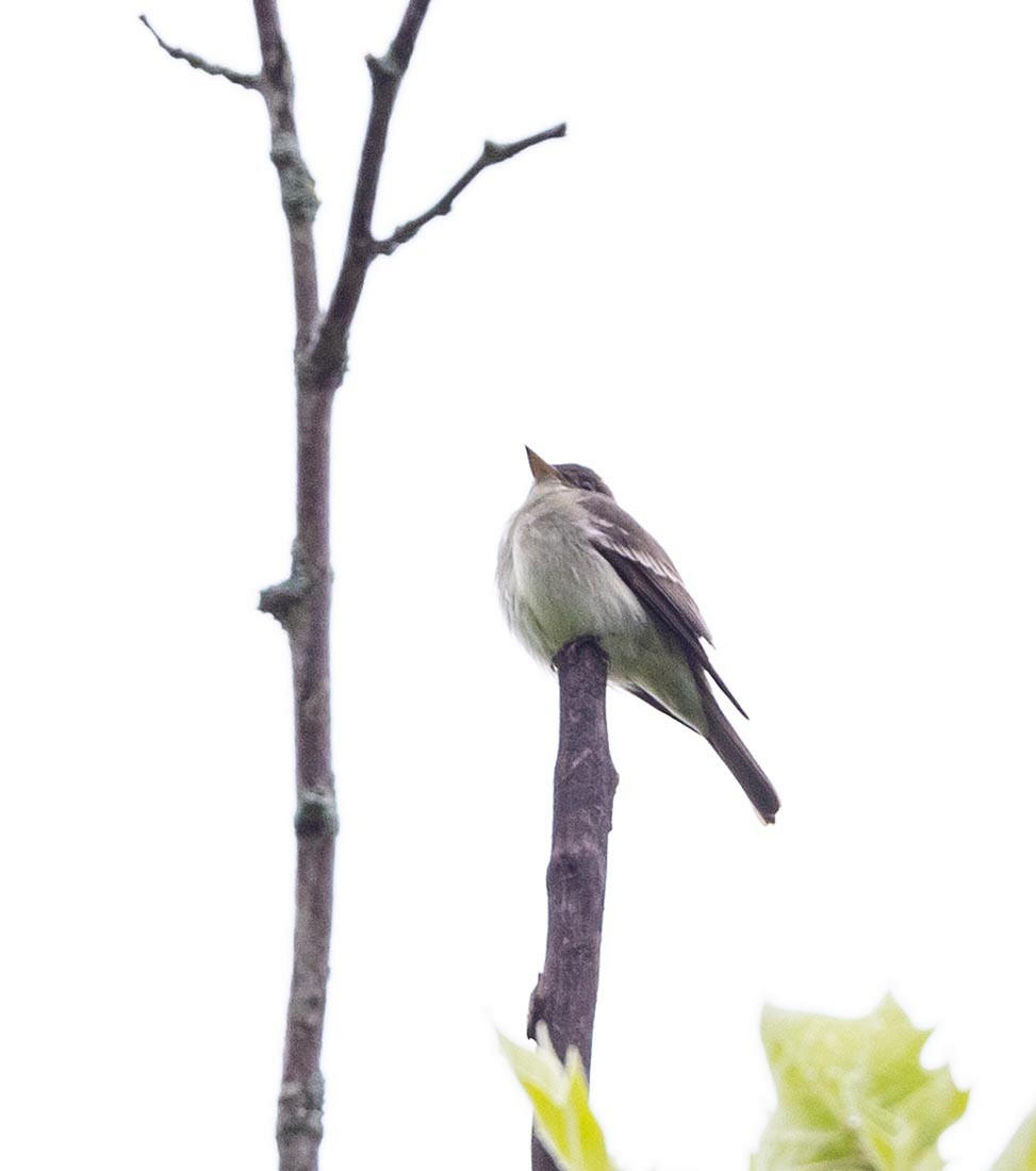 Eastern Wood-Pewee - Janis Stone