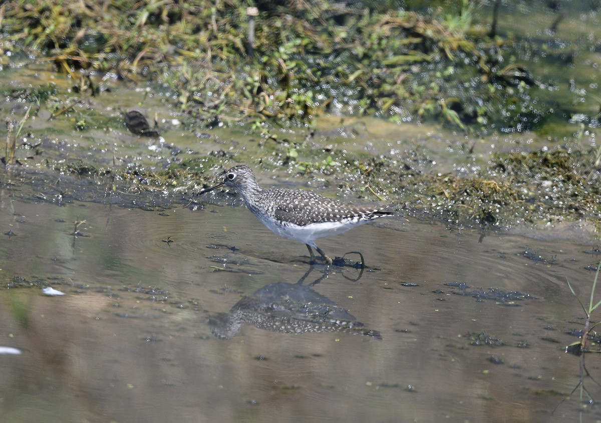 Solitary Sandpiper - ML618523520