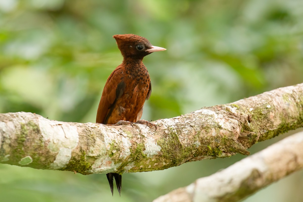 Waved Woodpecker (Scale-breasted) - Ilya Povalyaev