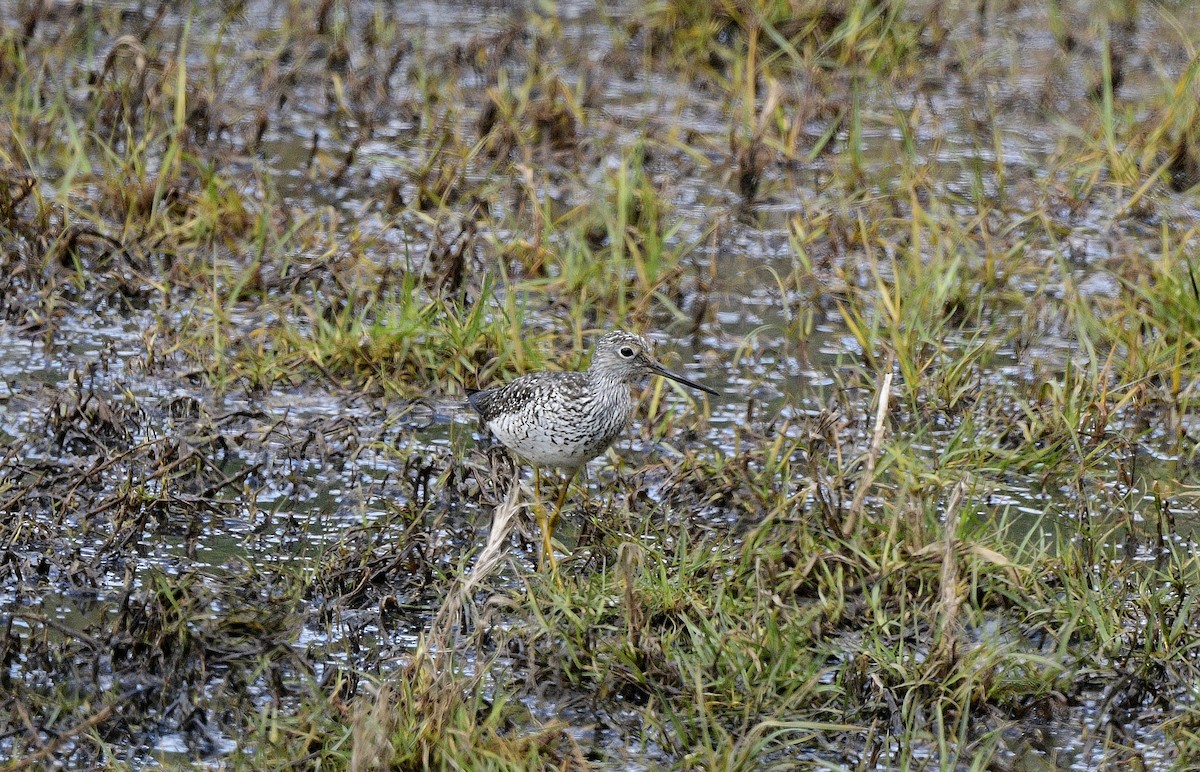 Greater Yellowlegs - ML618523541