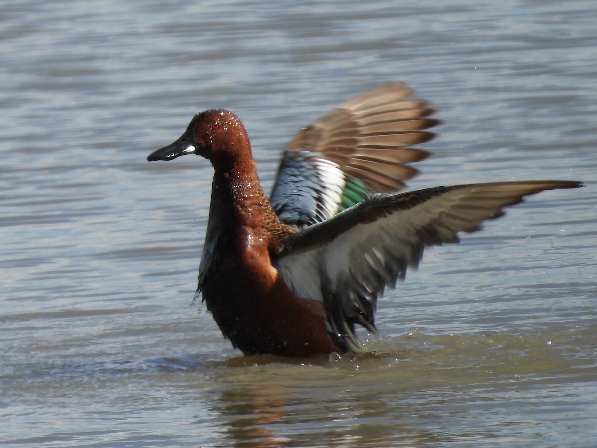 Cinnamon Teal - ML618523550