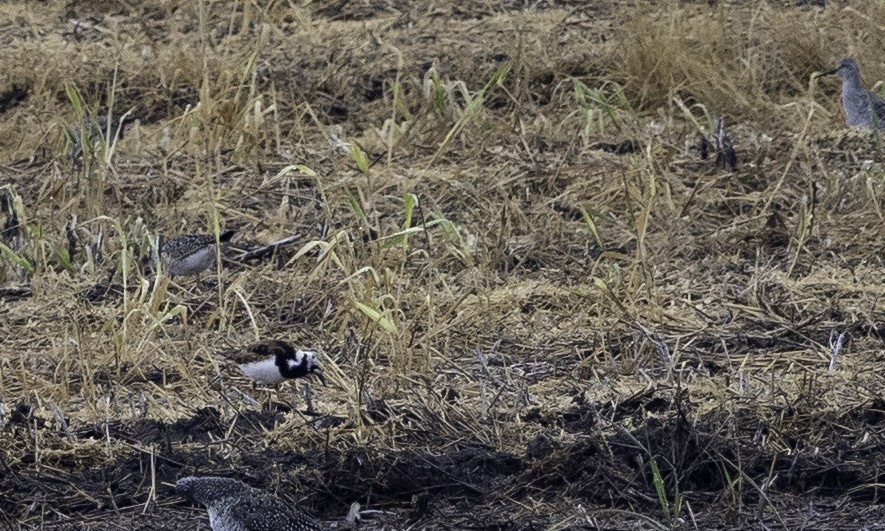 Ruddy Turnstone - ML618523573