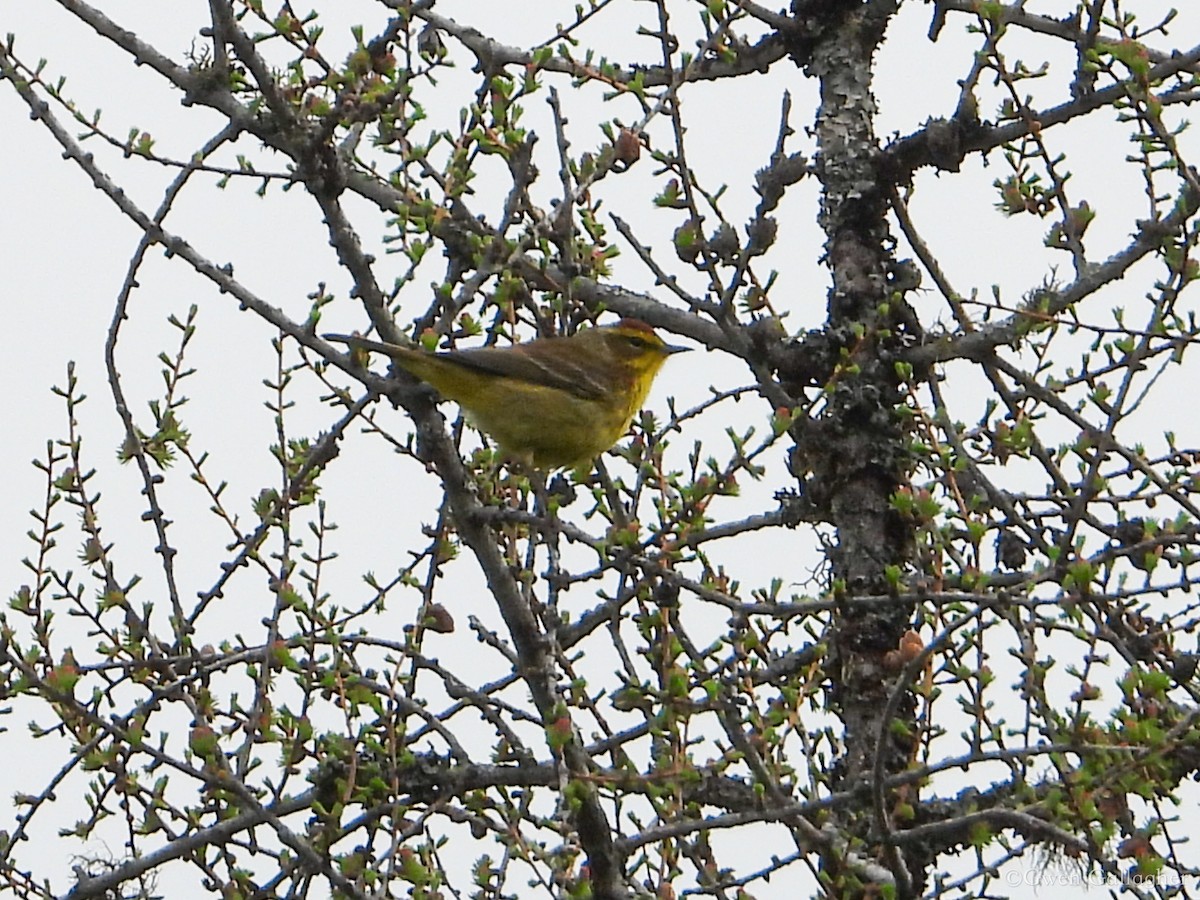 Paruline à couronne rousse (hypochrysea) - ML618523589