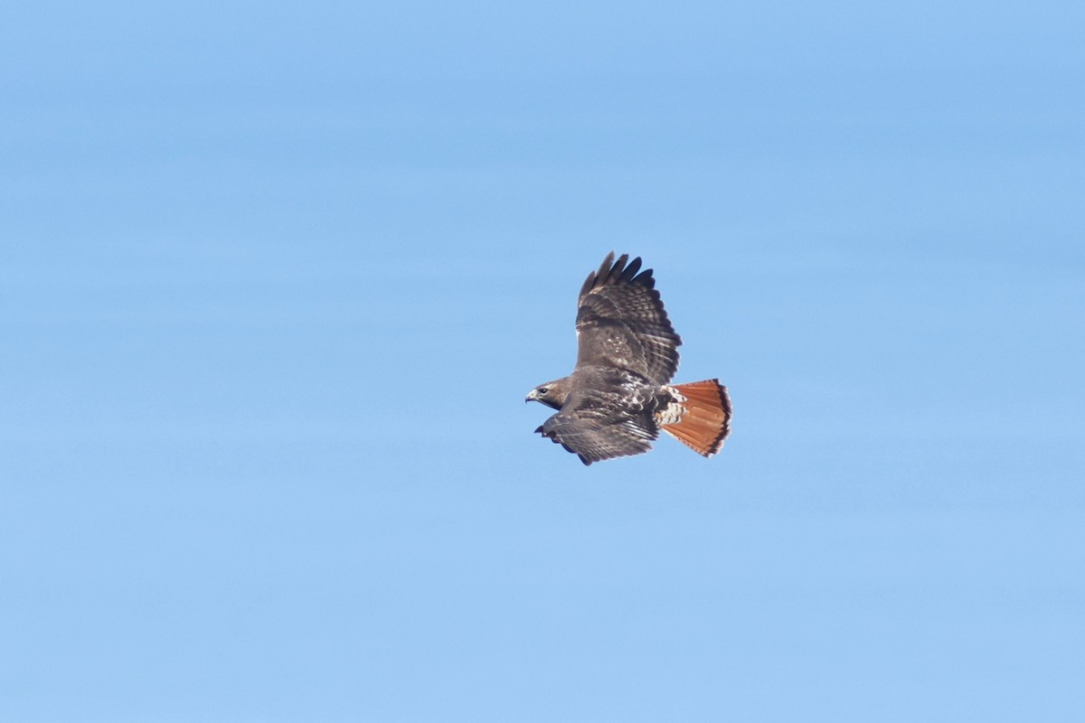 Red-tailed Hawk - ML618523596