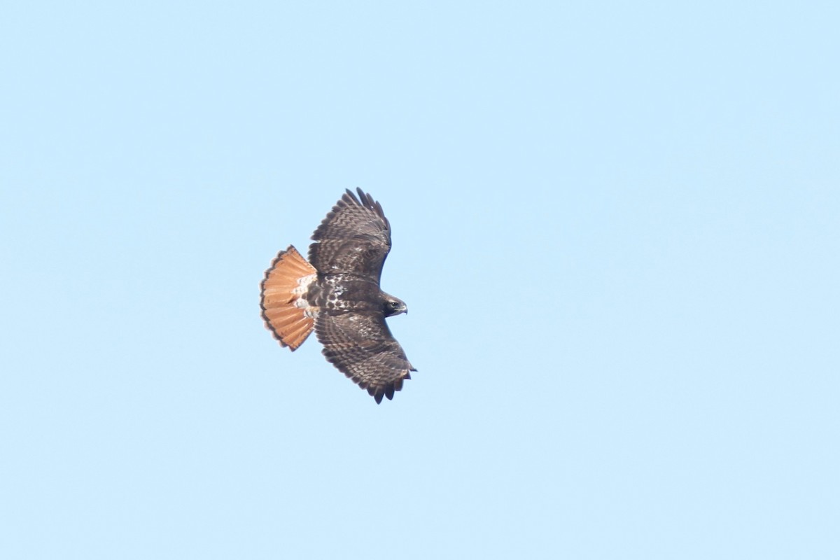 Red-tailed Hawk - ML618523597