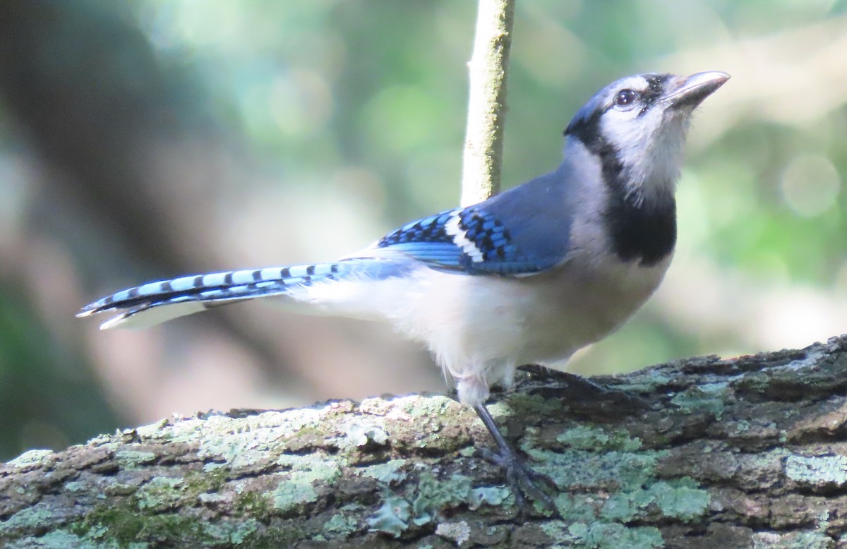 Blue Jay - ML618523619