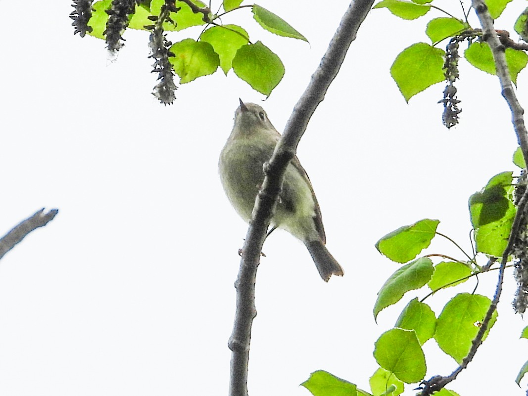 Ruby-crowned Kinglet - ML618523622