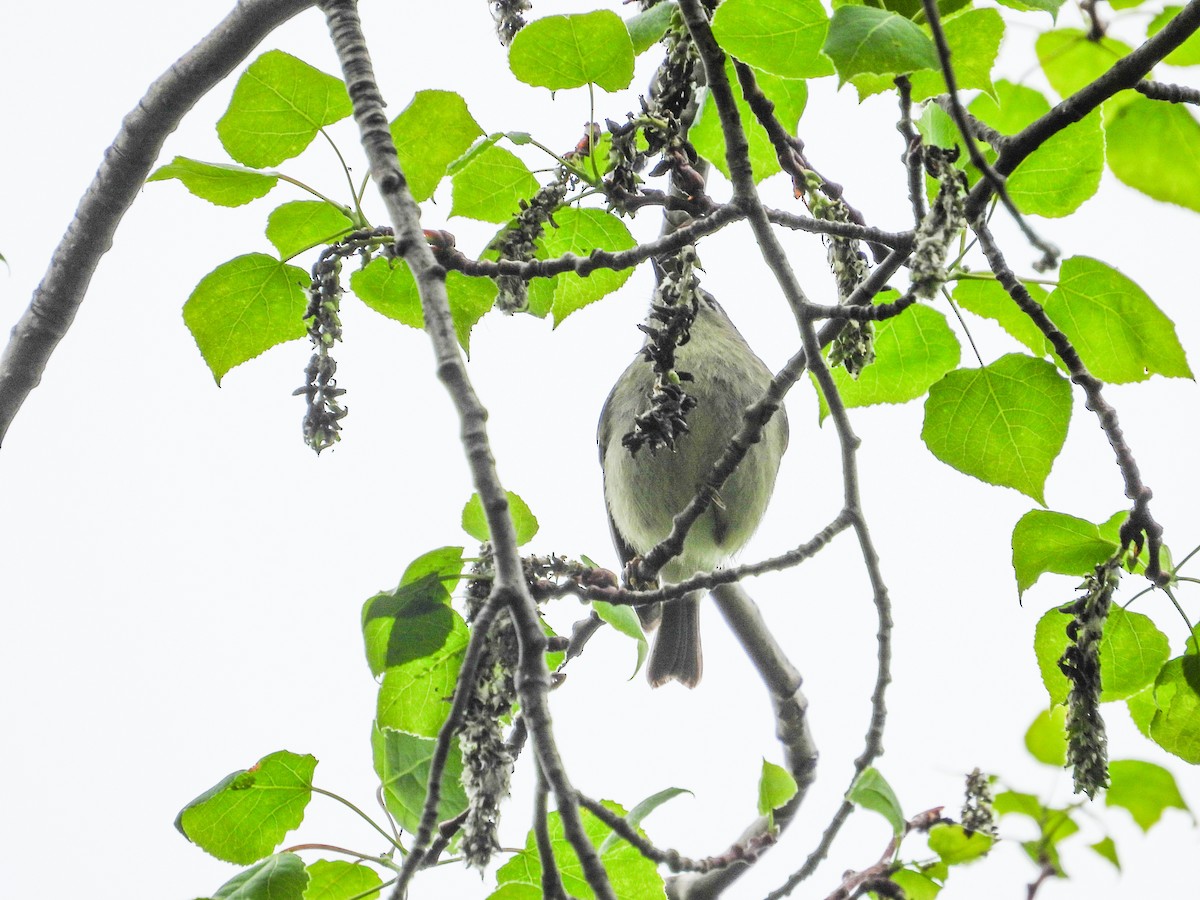 Ruby-crowned Kinglet - ML618523623