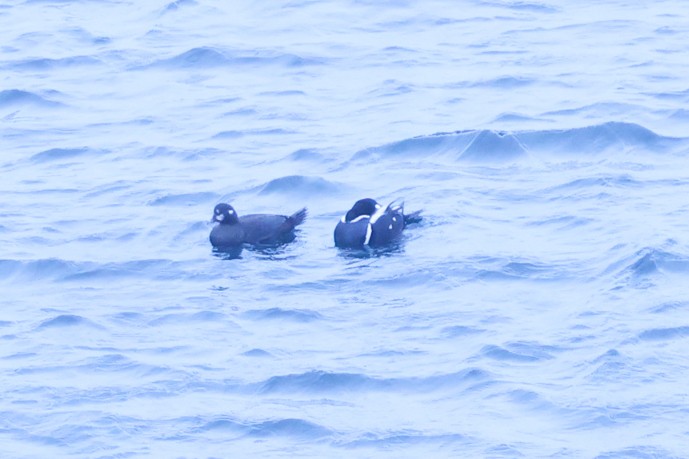 Harlequin Duck - ML618523641