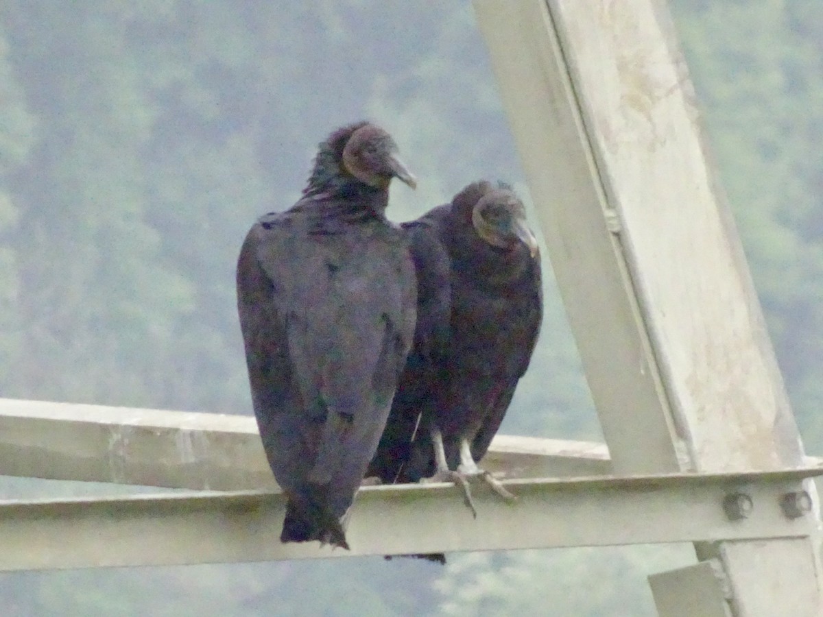 Black Vulture - ML618523648
