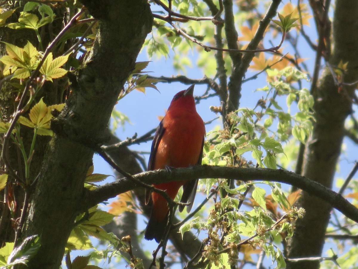 Scarlet Tanager - ML618523651