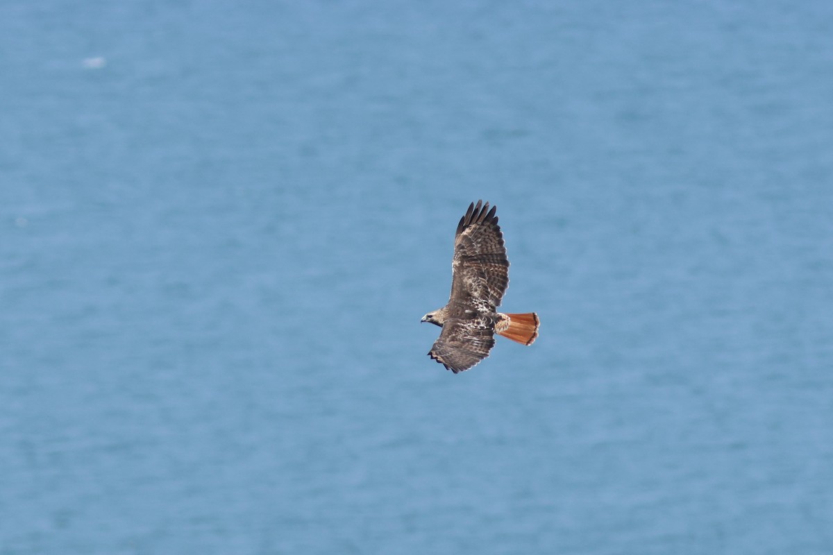 Red-tailed Hawk - ML618523705