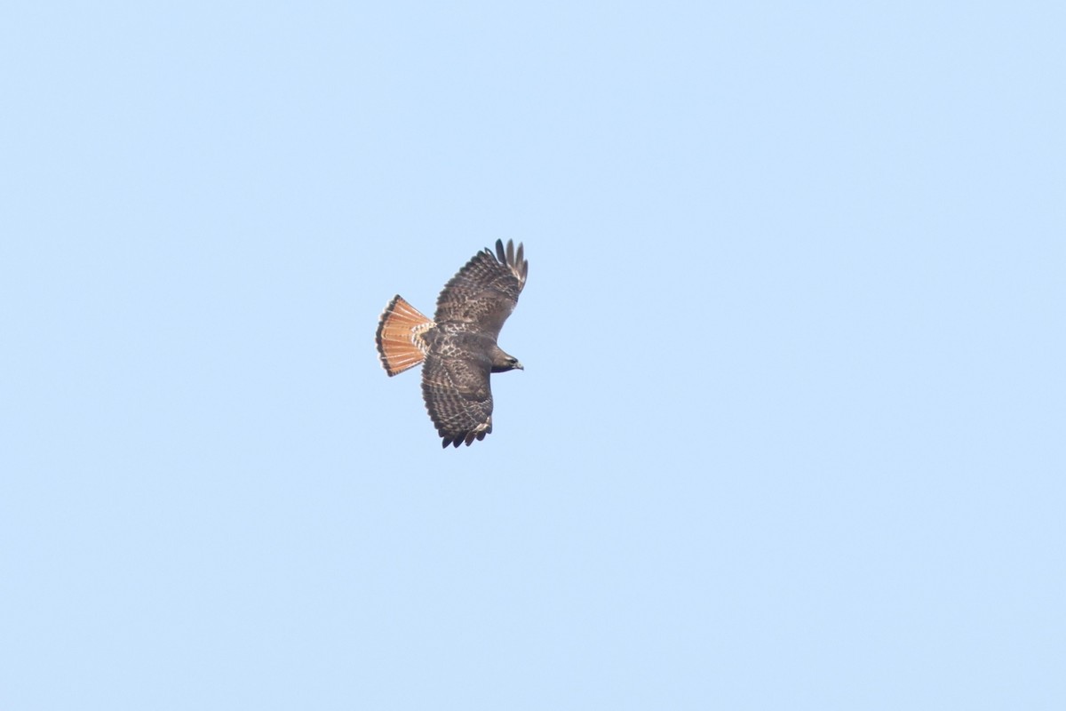 Red-tailed Hawk - ML618523706