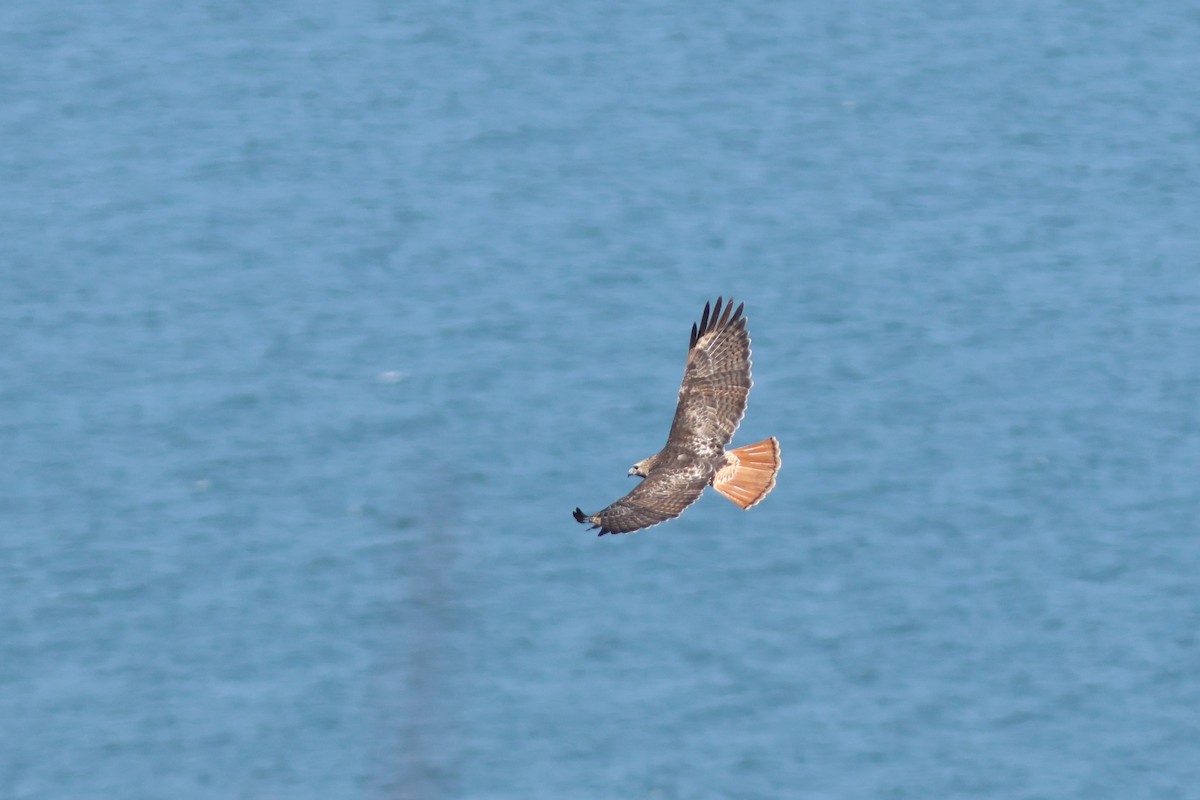 Red-tailed Hawk - ML618523707