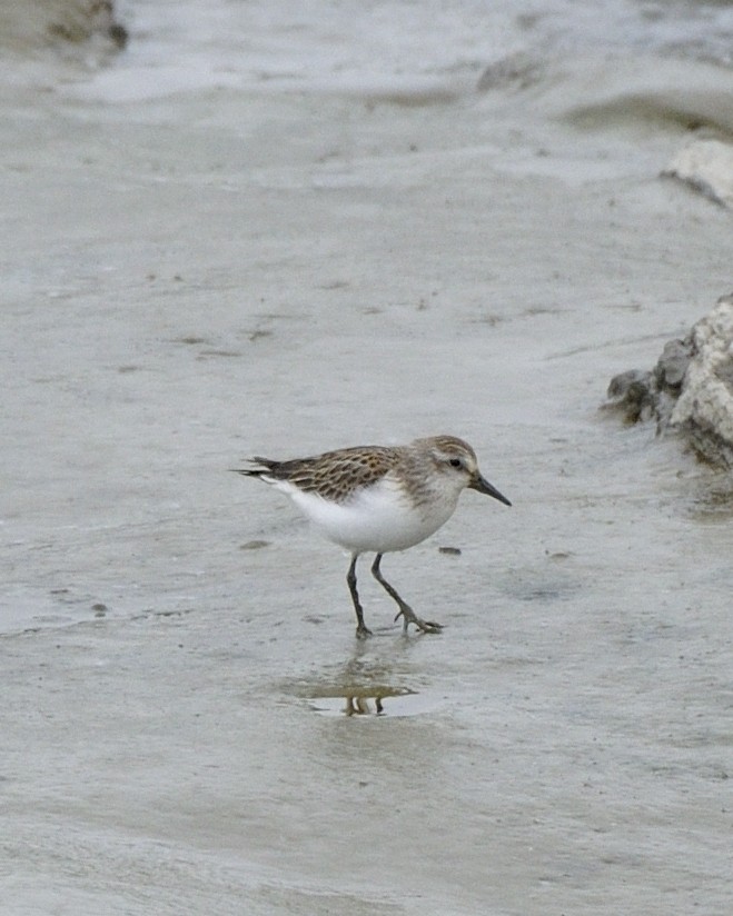 Semipalmated Sandpiper - ML618523710