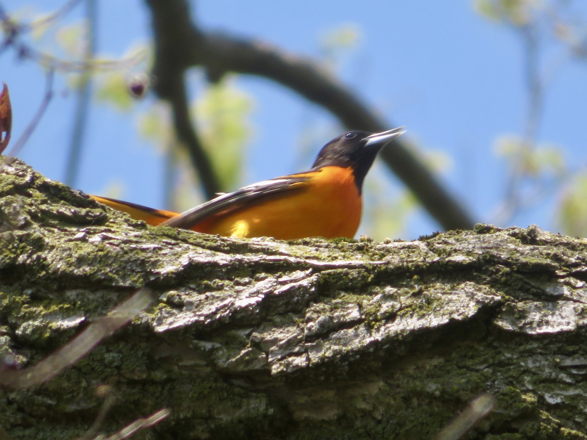 Baltimore Oriole - Christine Cote