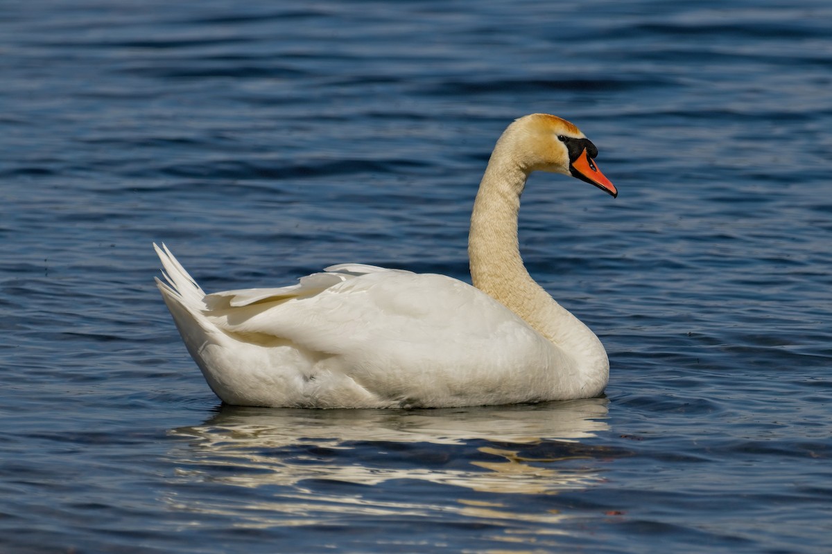 Mute Swan - ML618523745